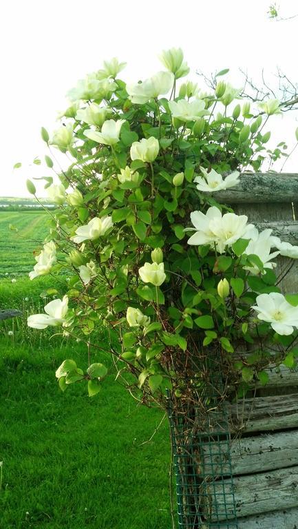 Lovely Green Gable Home Miscouche 外观 照片